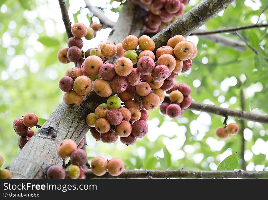 Red Fig Fruit On Tree In Thailand