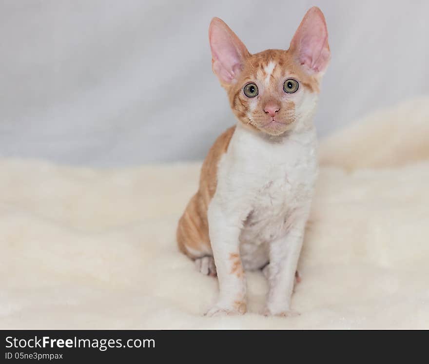 kitten Cornish Rex