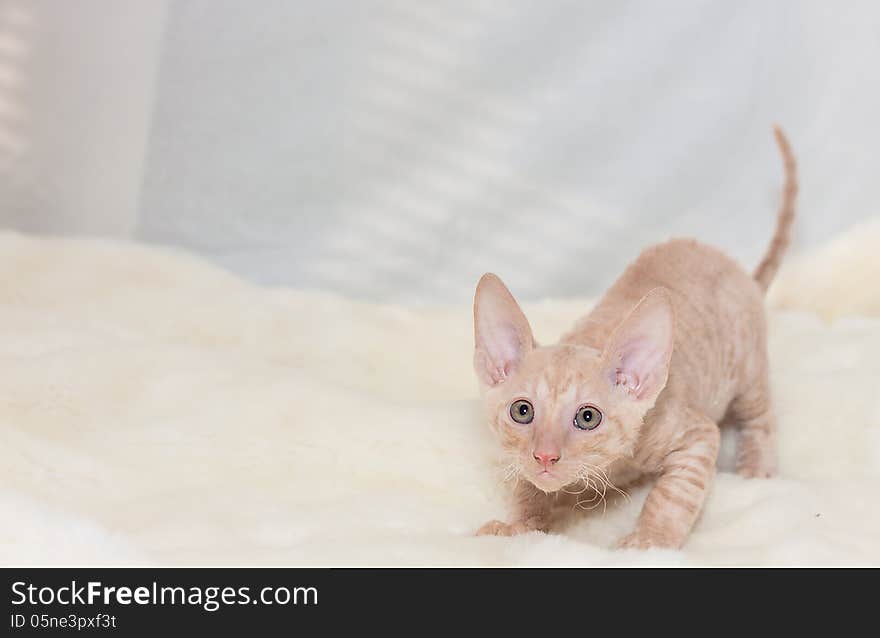 Kitten Cornish Rex