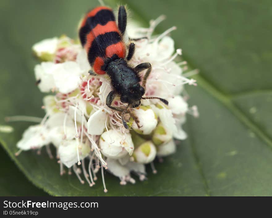 Trichodes apiarius - beetle family Pestryakov, the larvae of which parasitize domestic bees in the hive. Trichodes apiarius - beetle family Pestryakov, the larvae of which parasitize domestic bees in the hive.