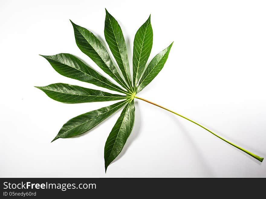 Potato green Leaf in thailand. Potato green Leaf in thailand