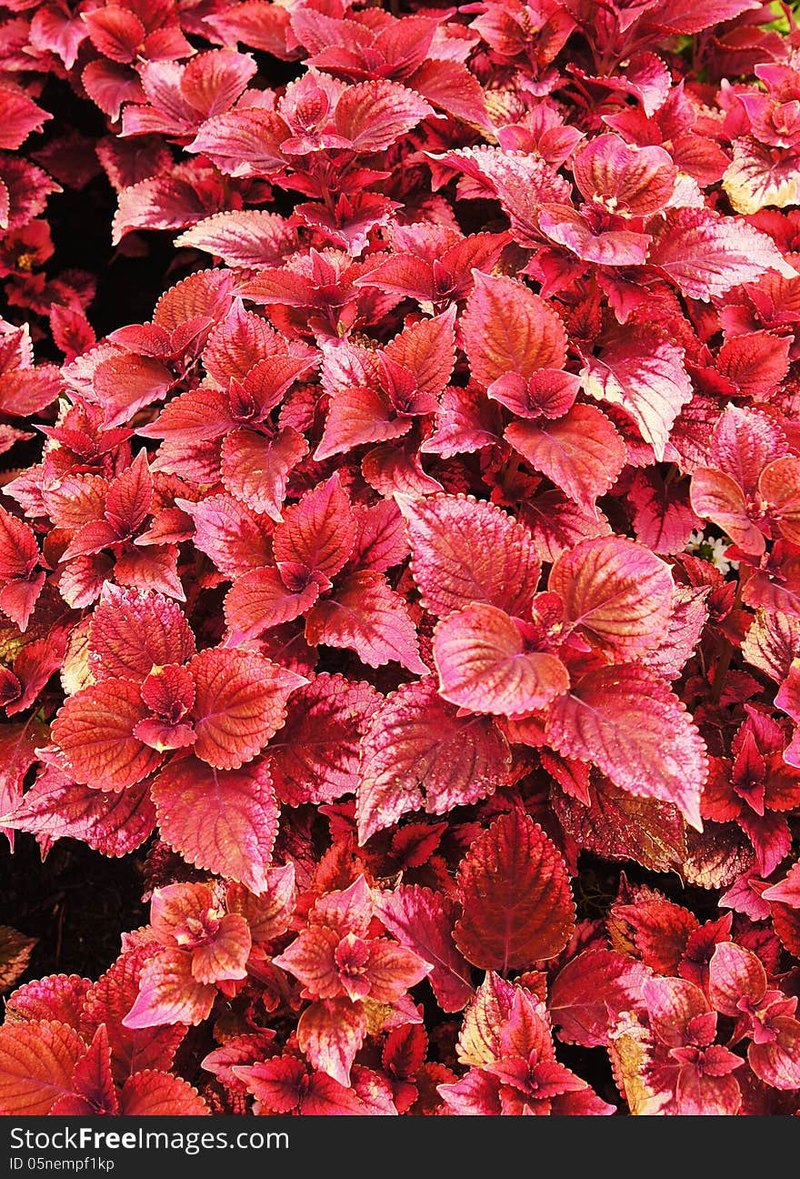 Pink Coleus