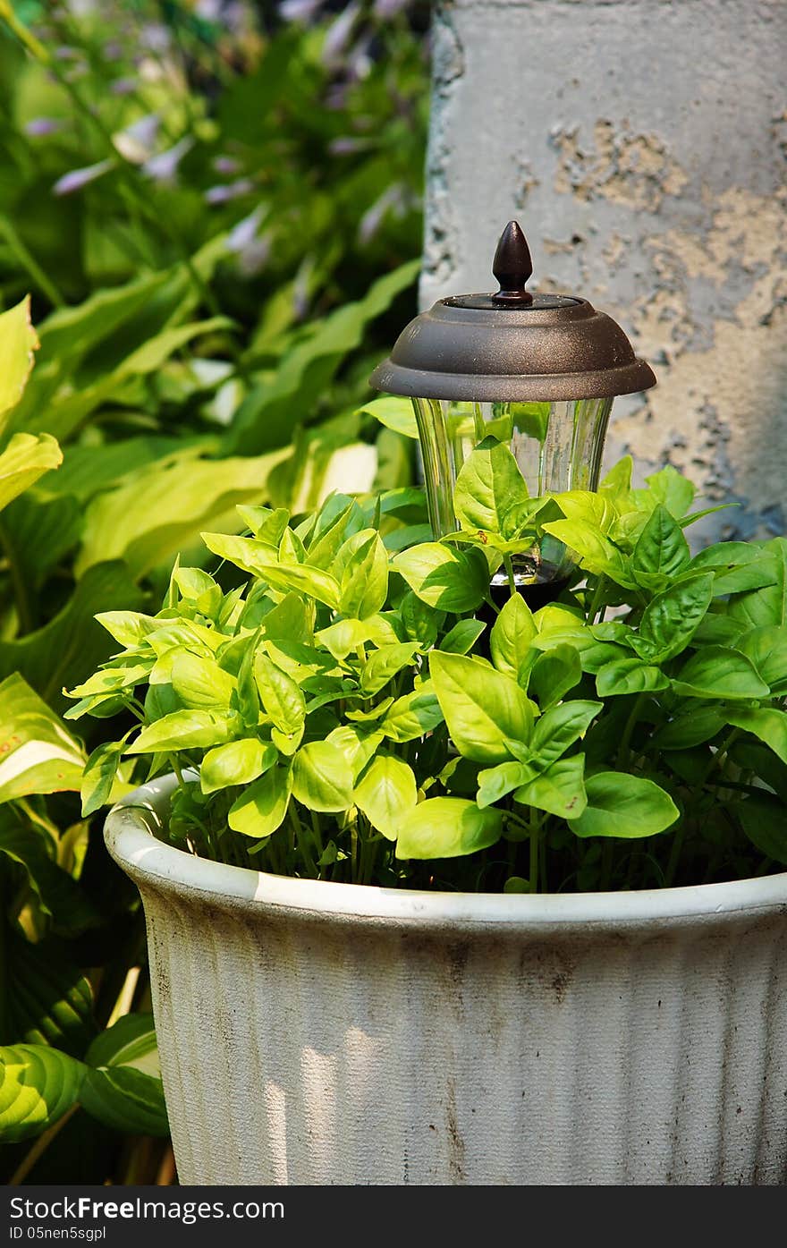 Basil in a Pot