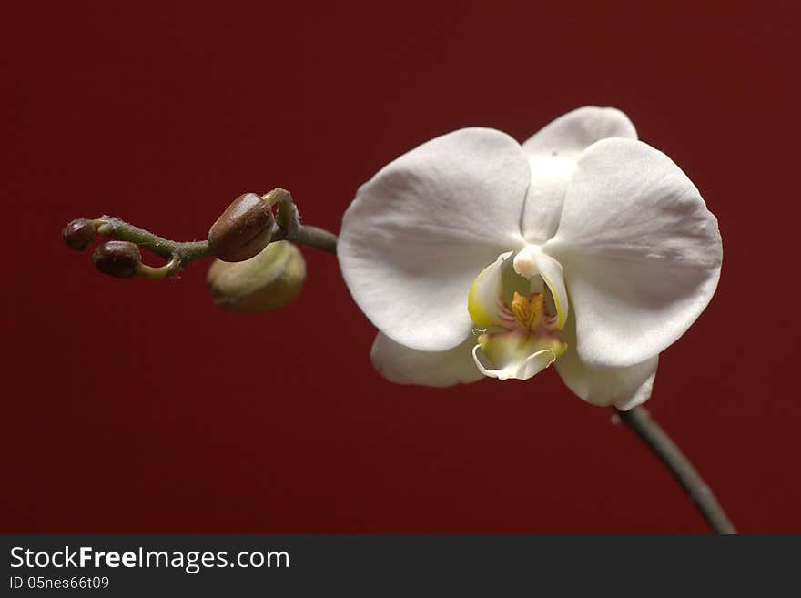 White Orchid