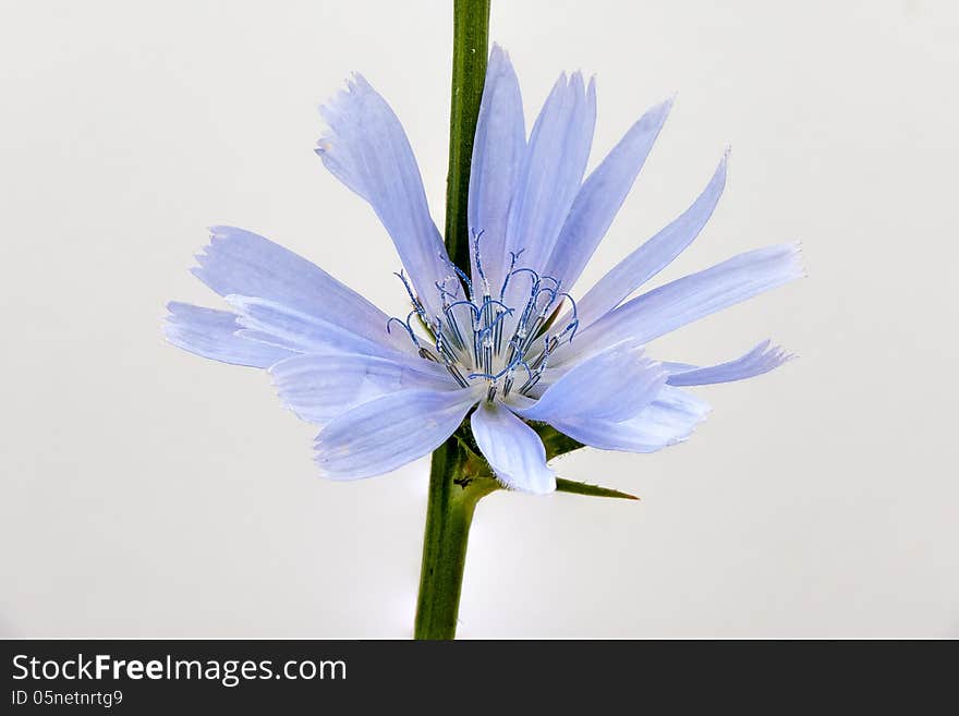 Common chicory (Cichorium intybus) on a white background. Common chicory (Cichorium intybus) on a white background.