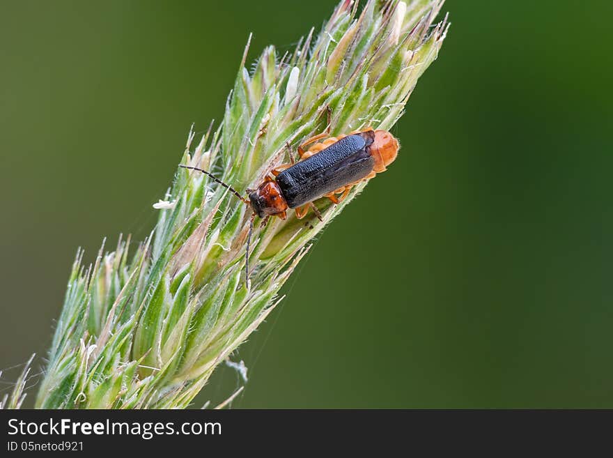 The soldier beetle (Cantharis flavilabris) on a bent.