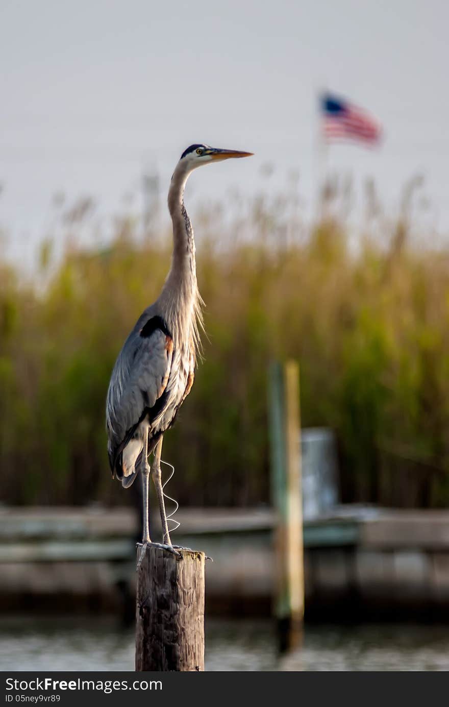 Great blue heron posing on stump with usa flag in background. Great blue heron posing on stump with usa flag in background