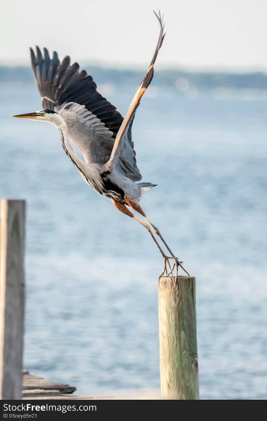 Great blue heron taking off to fly off a pier. Great blue heron taking off to fly off a pier