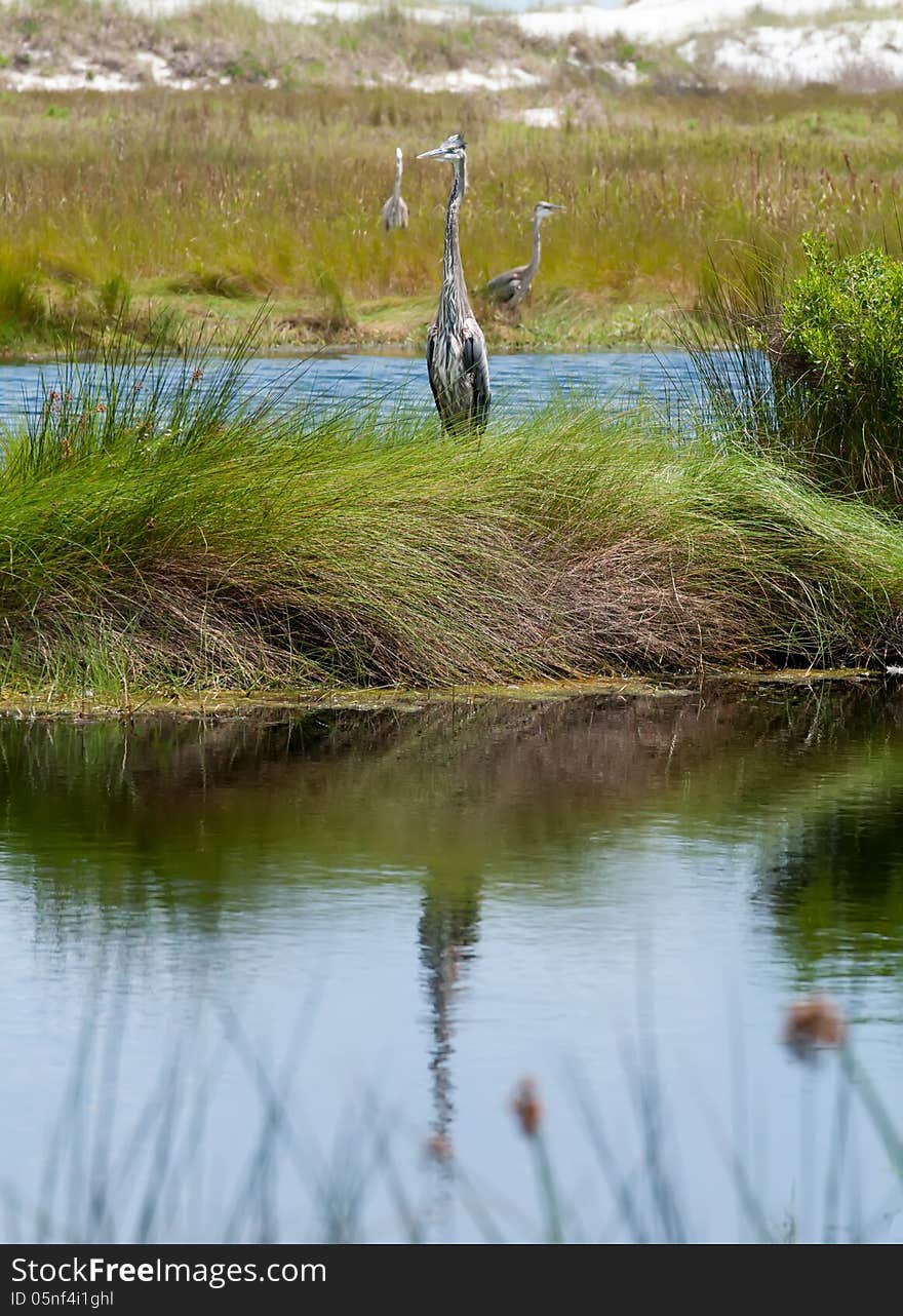 Great blue heron poses