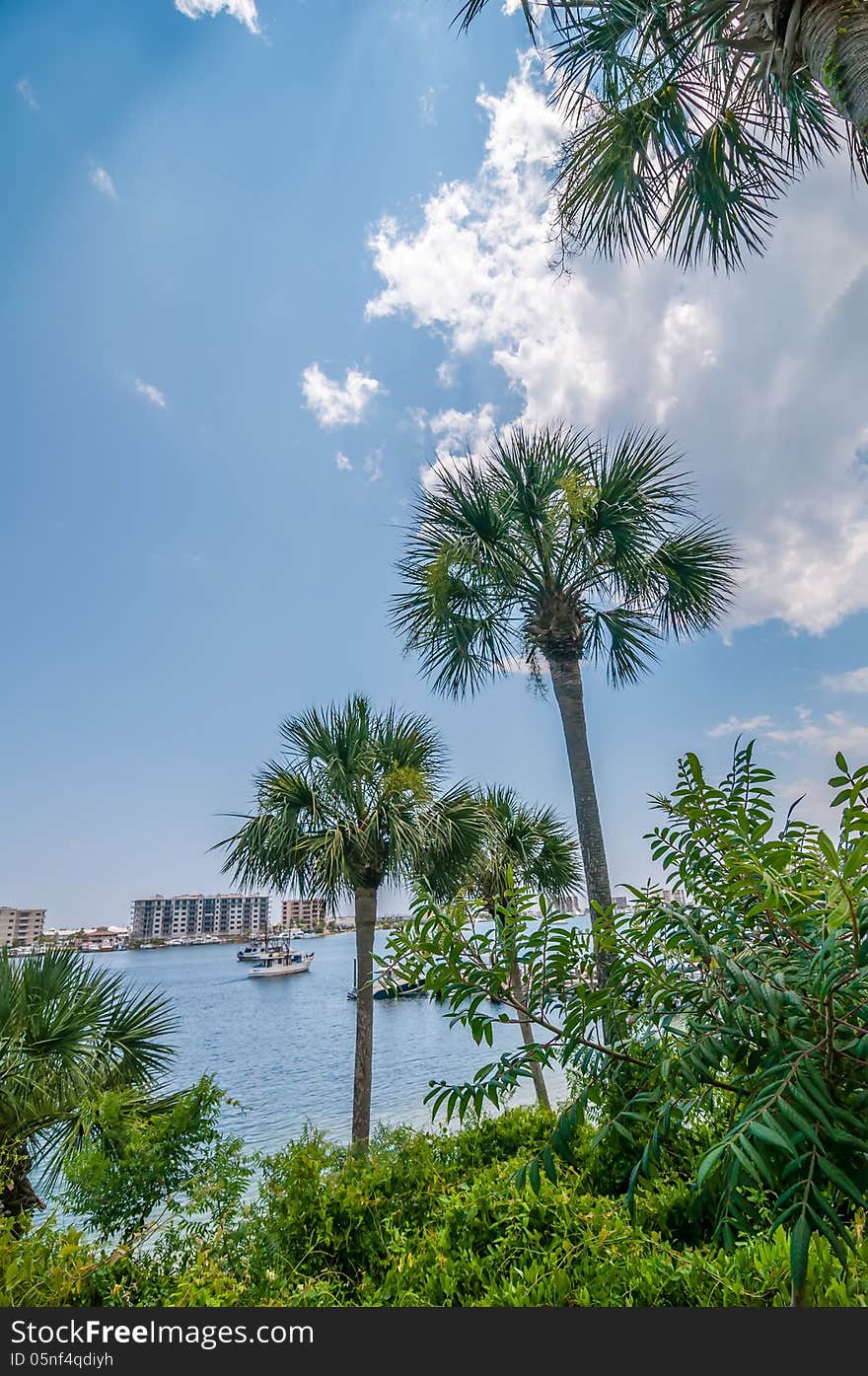 Palm tree scenics at a luxury resort in florida