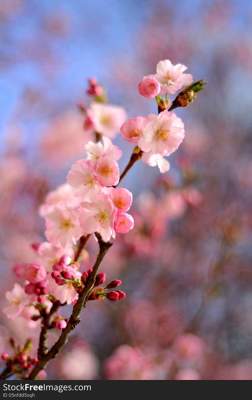 Spring Image Of Pink Blossom Flower With Shallow Depth Of Focus