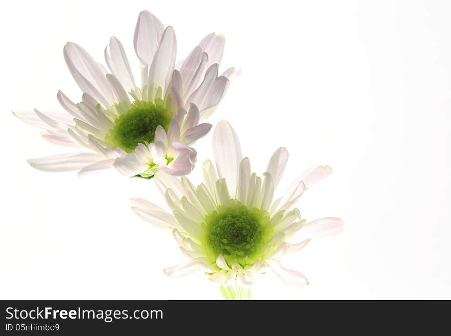 Chrysanthemum In Backlight