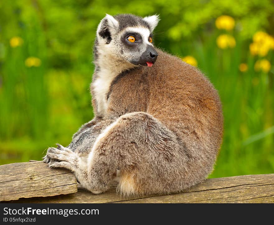 Lemur 2