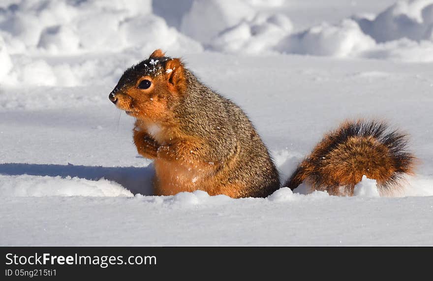 Squirrel in snow in rut