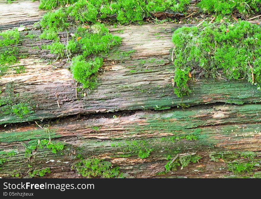 Wood covered with moss