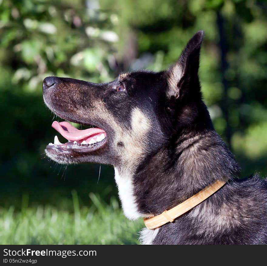 Dog summer afternoon in the garden