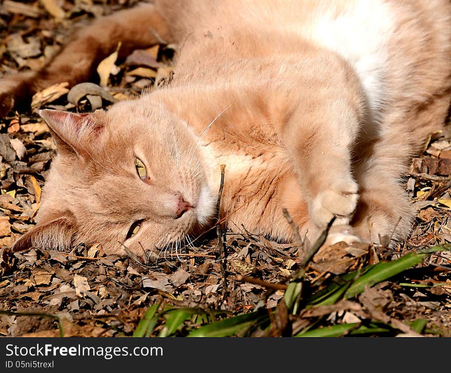 Happy Cat