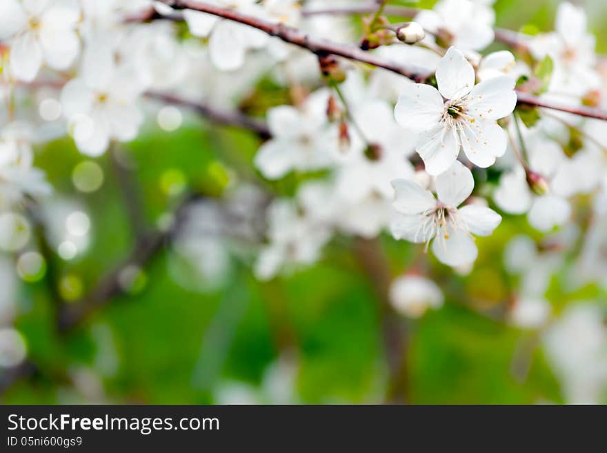 The blossoming branch of a cherry.