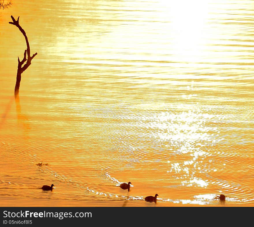 Moorhens in early bright sunlight at Hartebeesport Dam Gauteng South Africa. Moorhens in early bright sunlight at Hartebeesport Dam Gauteng South Africa