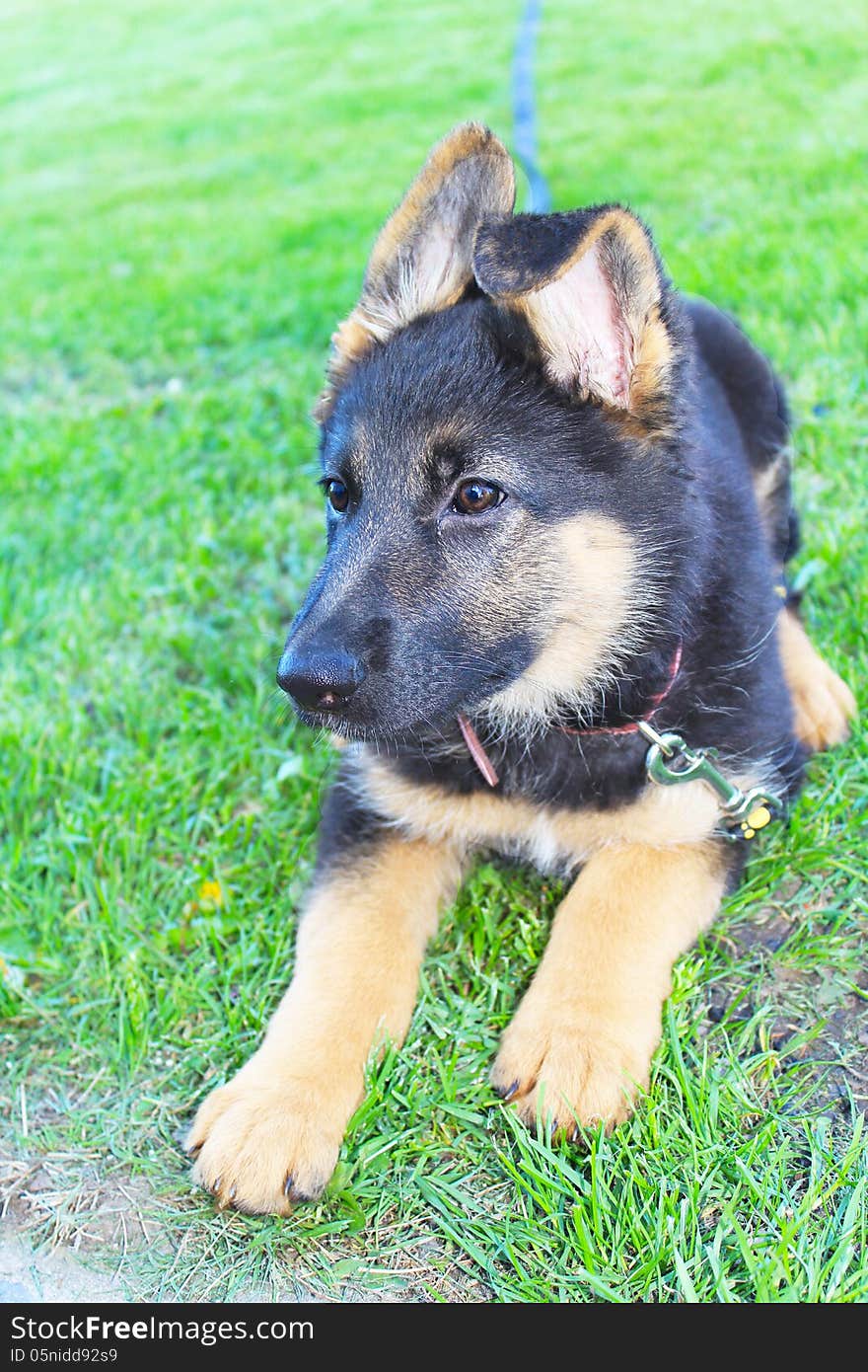 German Shepherd puppy