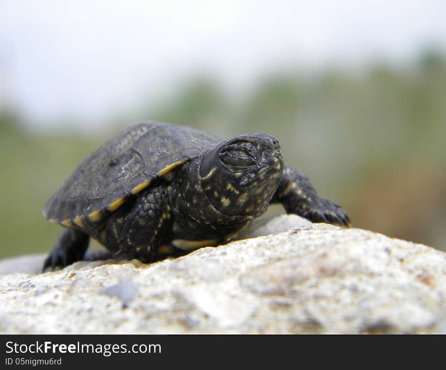 A baby water turtle with closed eyes