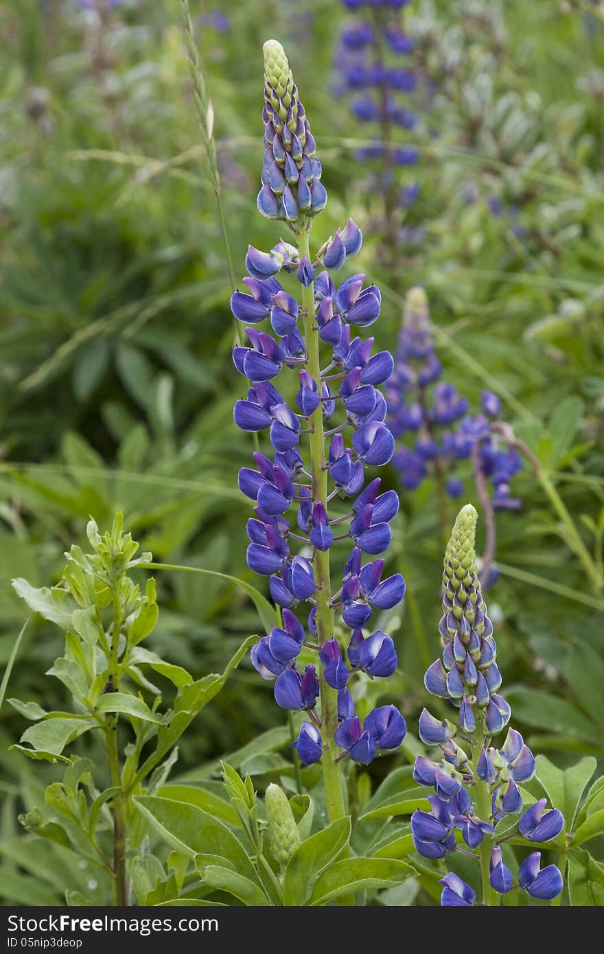 Lupine In The Grass Field