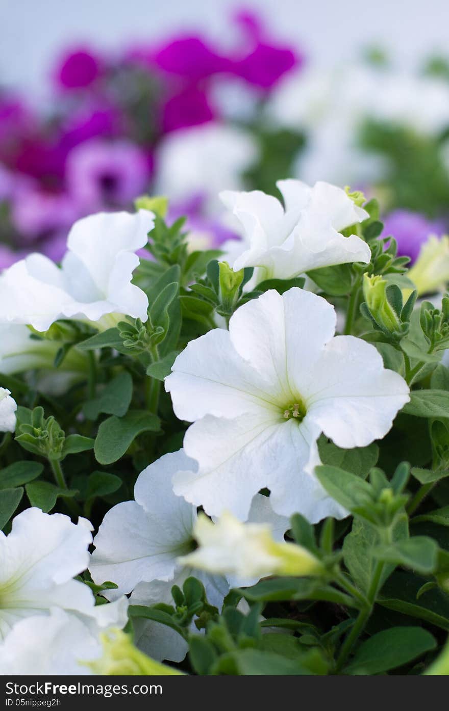 Beautiful white petunia flowers.