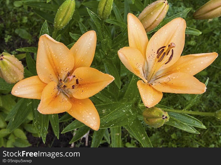 Lilium lancifolium, lily with waterdroplets framed with green leaves