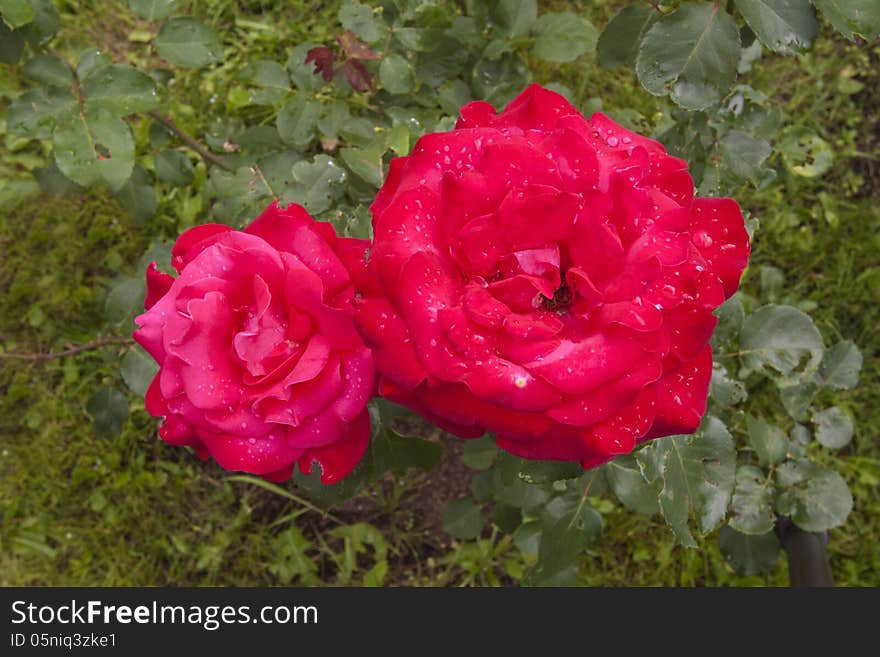 Red rose bud framed with green leaves in thse sunlight. Red rose bud framed with green leaves in thse sunlight