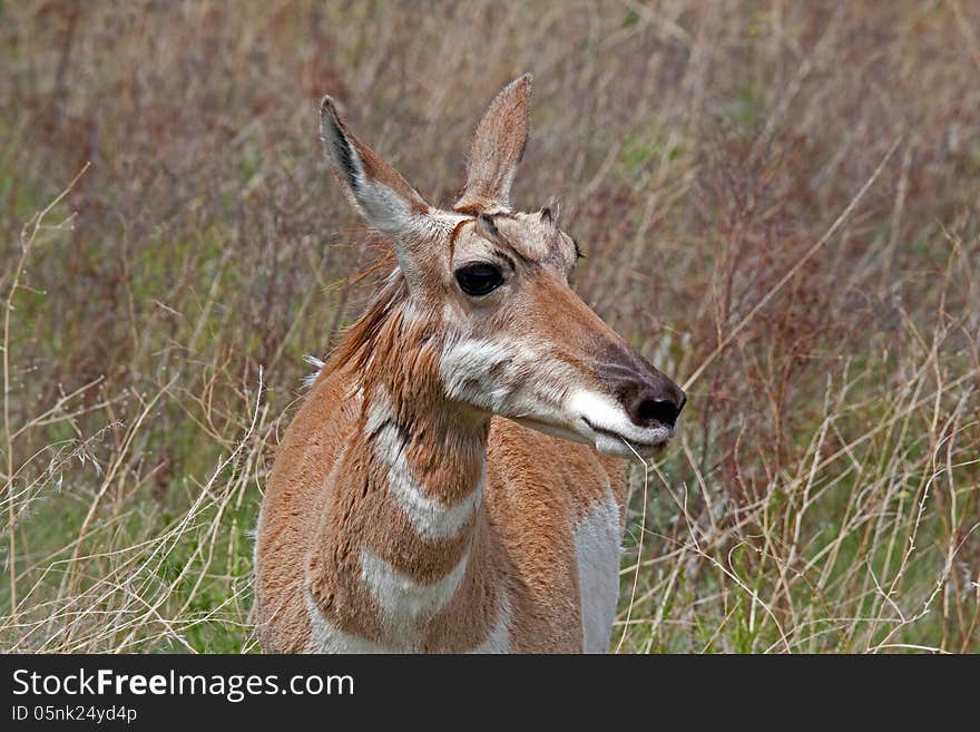 This image of the antelope was taken at the National Bison Range in NW Montana. This image of the antelope was taken at the National Bison Range in NW Montana.