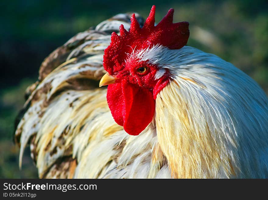 Portrait of a strong hen