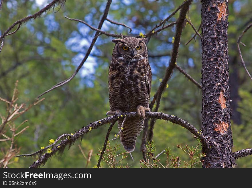 This image of the Great Horned Owl was taken in the Hog Heaven area of NW Montana. This image of the Great Horned Owl was taken in the Hog Heaven area of NW Montana.