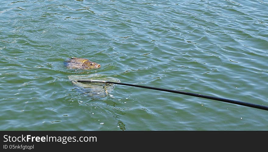 Carp in a landing net in artificial lake