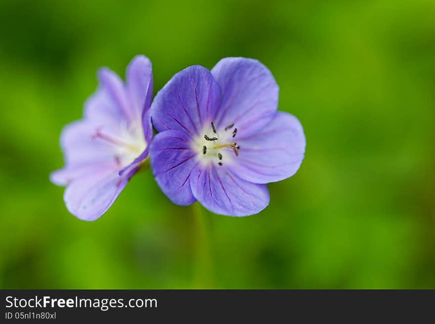 Close up of colorful flower. Close up of colorful flower