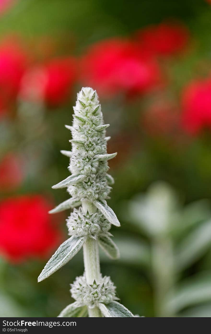 Close up of colorful flower. Close up of colorful flower