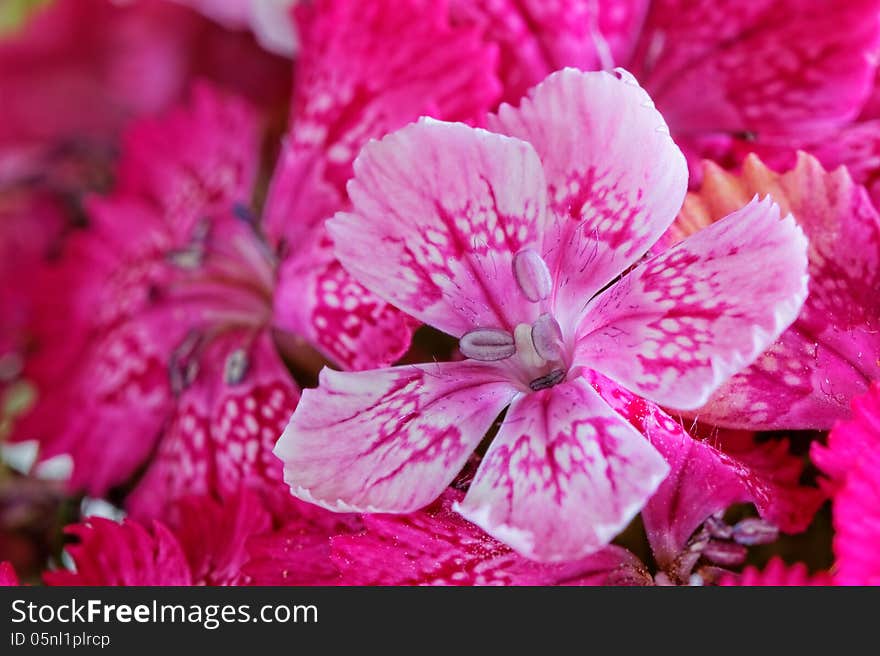 Close up of colorful flower. Close up of colorful flower