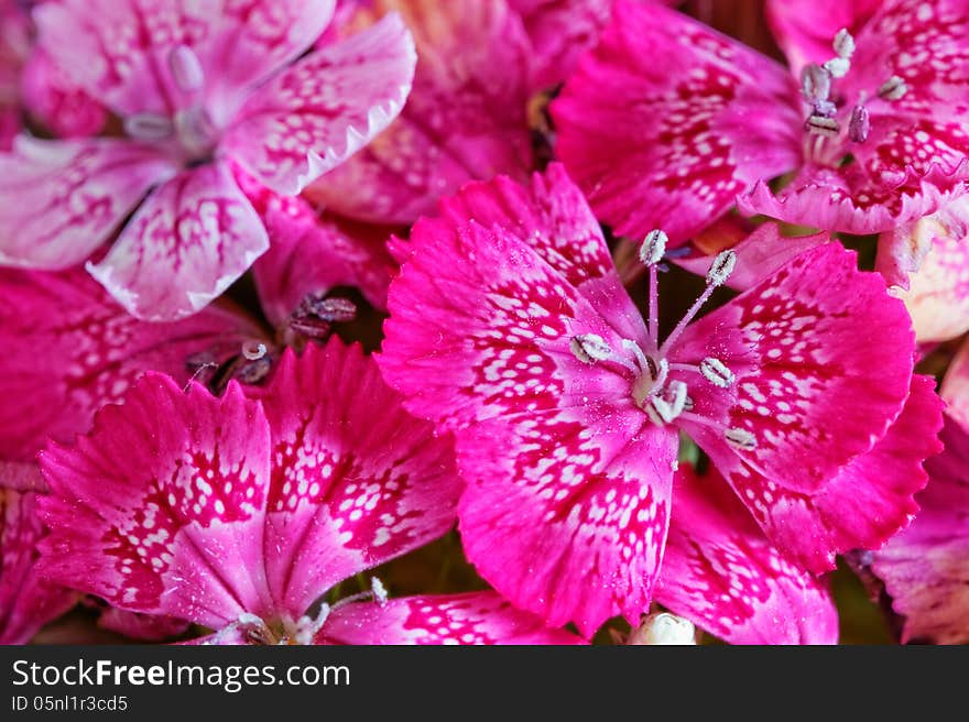 Close up of colorful flower. Close up of colorful flower