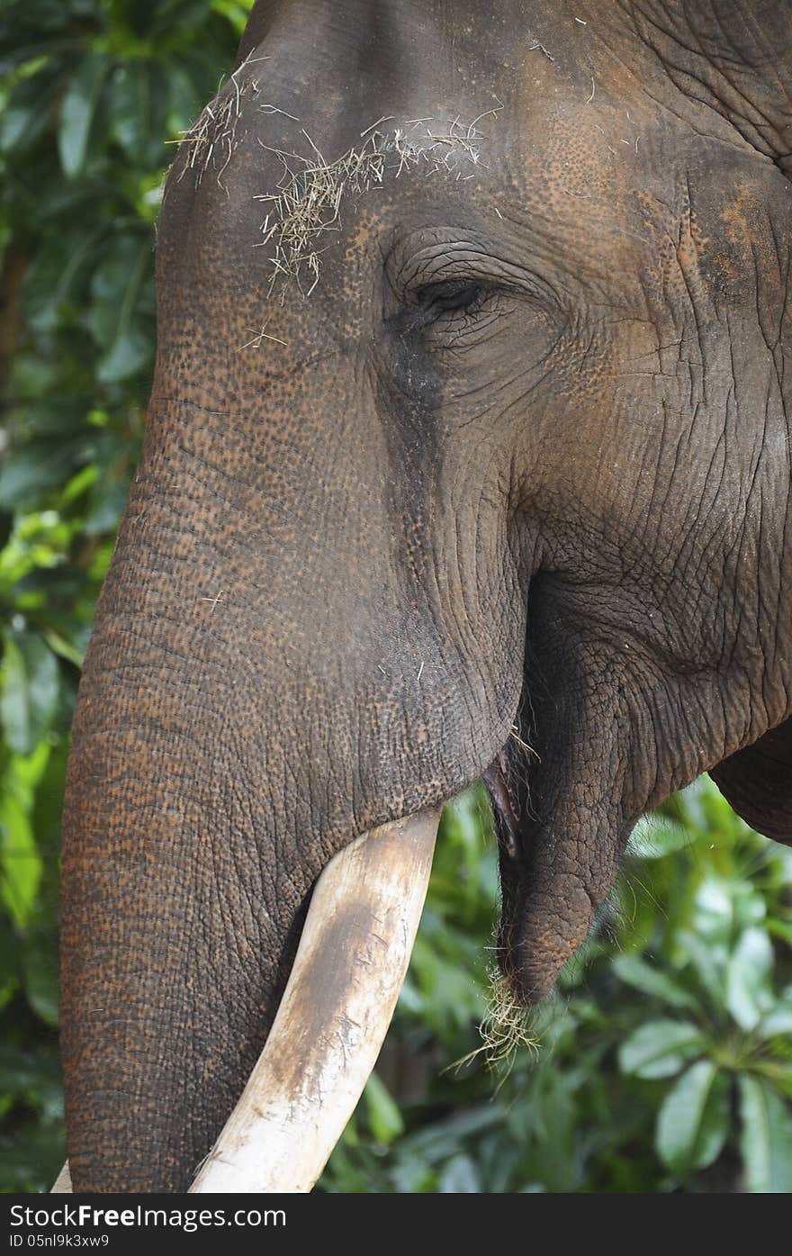 Close up of contented looking elephant against a green leafy background. Close up of contented looking elephant against a green leafy background