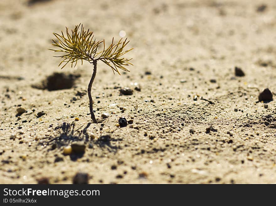 Close up view to a pine sprout makes the way through the sand