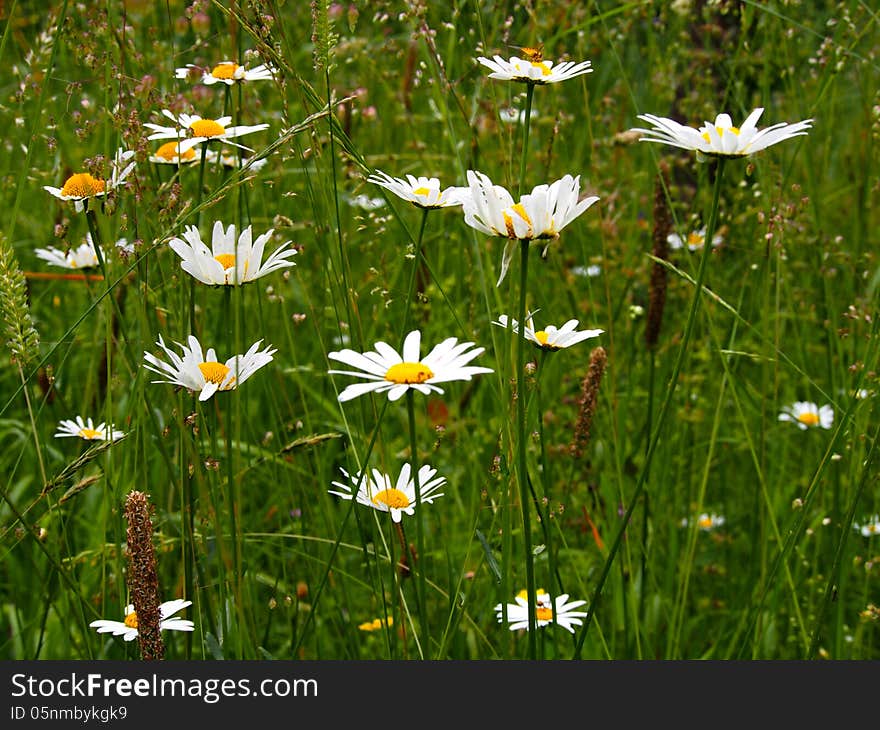 Daisies In Meadow