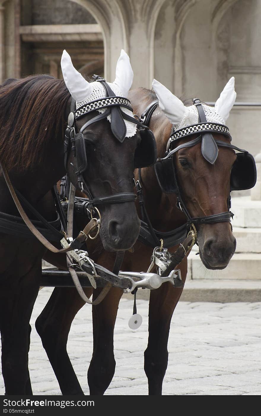 Carriage horses