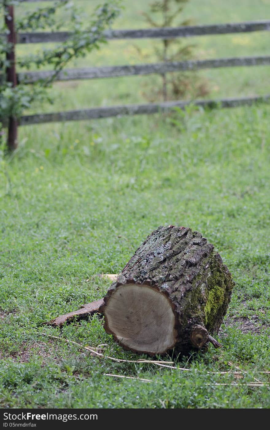 A chopped tree log in a forrest near Targoviste, Romania