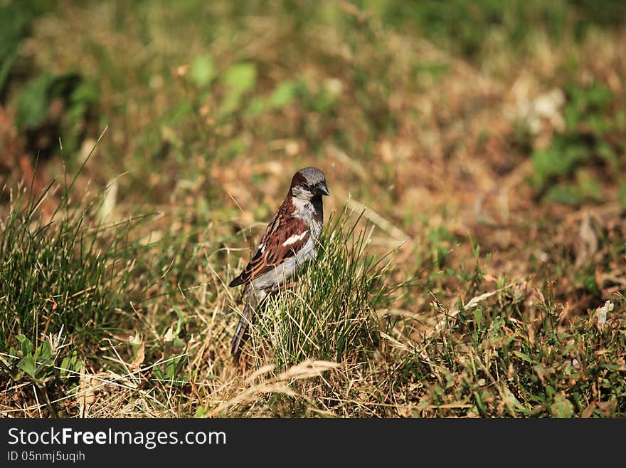 Sparrow in the grass