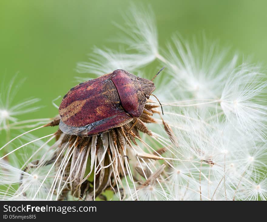 Tortoise bug (Eurygaster testudinaria) on a dandelion clock,