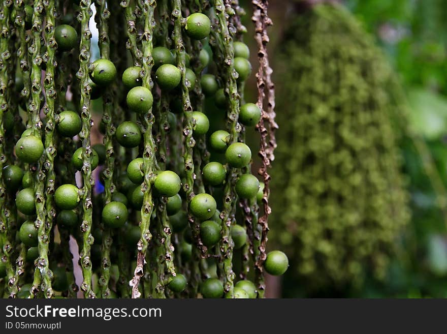 Close up image pf arenga pinnata palm seed