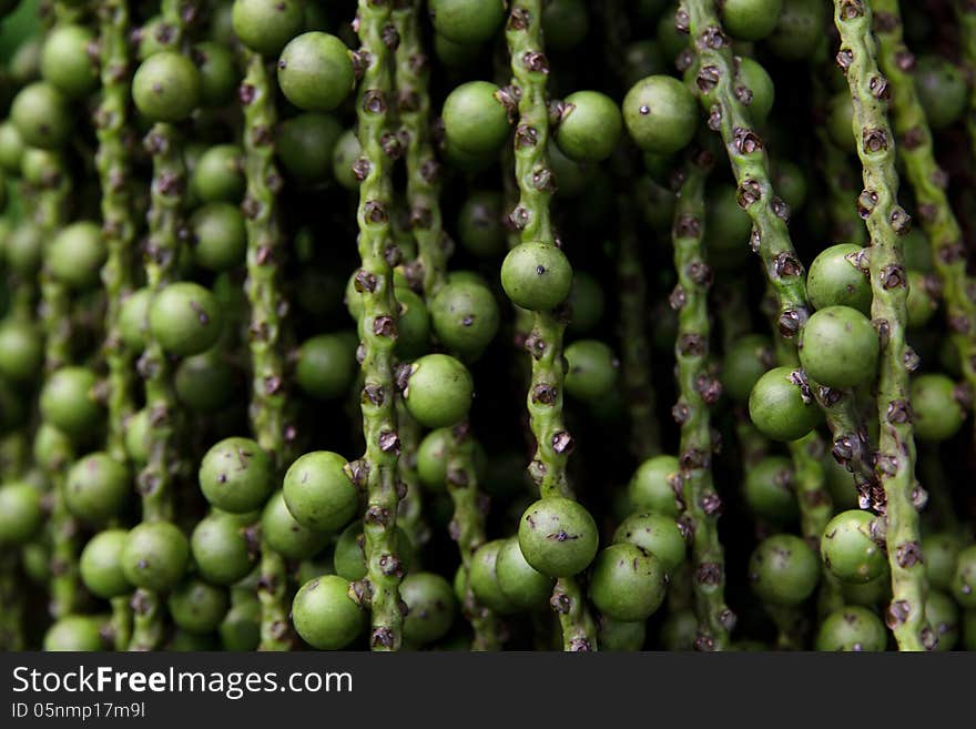 Arenga pinnata palm seed background