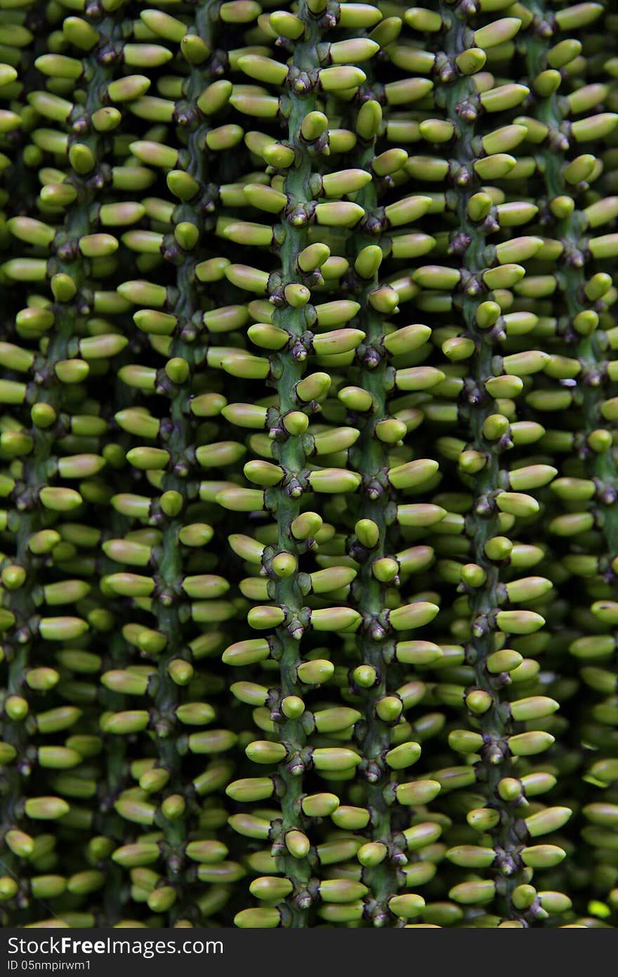 Arenga pinnata palm seed background texture