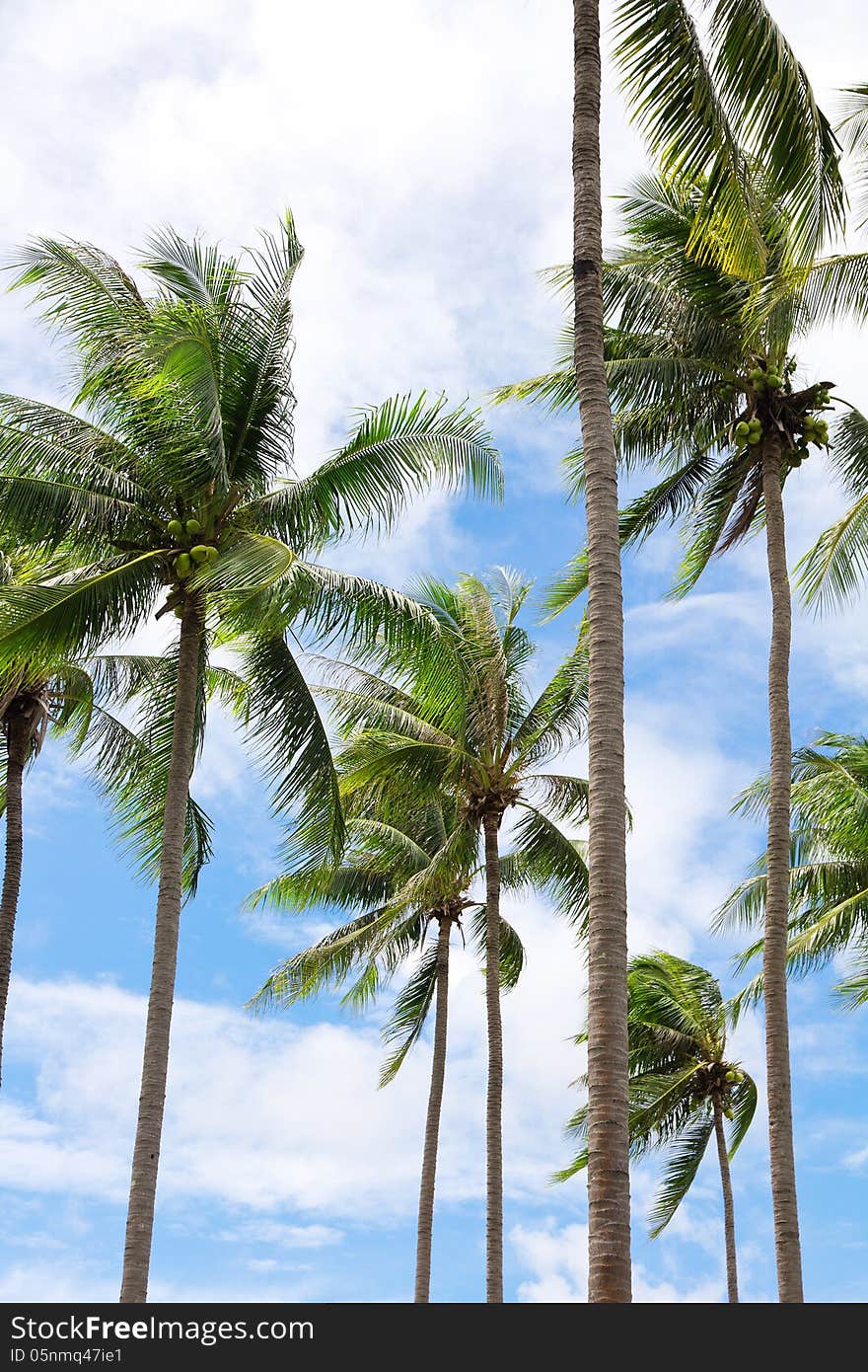 Group of coconut palm trees