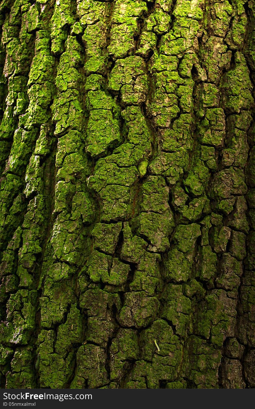 Bark of deciduous tree in the wood