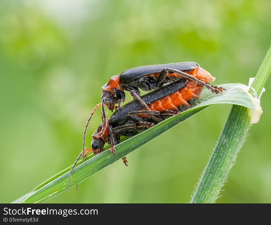 Soldier beetles (Cantharis fusca) mating on grass leaf.